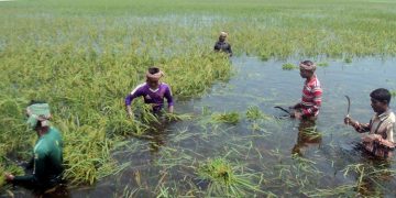 ফসল তোলার মুহূর্তে কুমিল্লায় ভেসে গেছে বিস্তীর্ণ কৃষিজমি