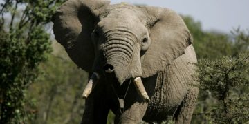 জাম্বিয়ায় হাতির হামলায় ব্রিটিশ ও নিউজিল্যান্ডের ২ নারী