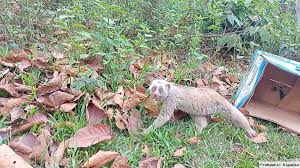 খাদ্যের সন্ধানে লোকালয়ে লজ্জাবতী বানর