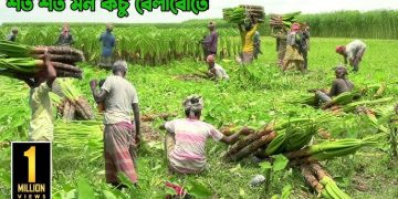 মীরসরাইয়ে কচু আবাদে স্বাবলম্বী শতাধিক কৃষক