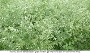 নীরব ঘাতক ‘পার্থেনিয়াম’