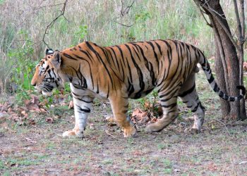 আবাসস্থল সংকটে সুন্দরবনের বাঘ
