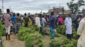 ধানের চারার হাট