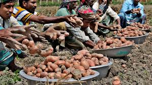 আলুর অংক মিলবে কীভাবে