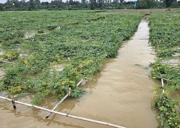 এখনও পানির নিচে সবজি ক্ষেত