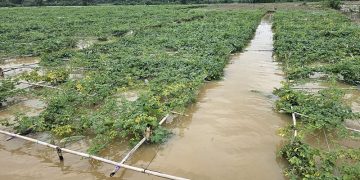 এখনও পানির নিচে সবজি ক্ষেত