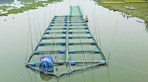 বাড়ছে নদীর পানি বিপদে কৃষি ও মাছ