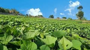 শেরপুর ও গারো পাহাড়ে হারিয়ে যেতে বসেছে কলাই চাষ