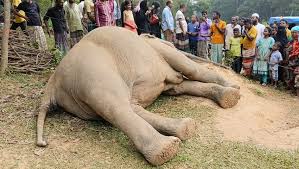 পাহাড়ে বন্যহাতির মৃত্যু