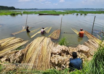 পাটে নতুন আশা