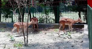 দুর্গাসাগর দীঘির খাঁচা থেকে হরিণ উধাও