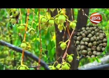 গাছে গাছে শোভা পাচ্ছে বুনো ফল কেওড়া