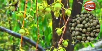 গাছে গাছে শোভা পাচ্ছে বুনো ফল কেওড়া