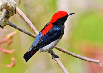 সিঁদুররাঙা পাখি সিঁদুরে ফুলঝুরি