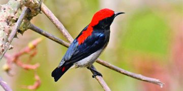 সিঁদুররাঙা পাখি সিঁদুরে ফুলঝুরি