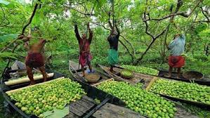 পিরোজপুরে শত বছরের ঐতিহ্য