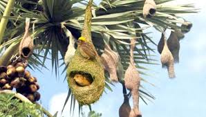 হারিয়ে যাচ্ছে বাবুই পাখির বাসা