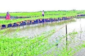 রাজা খাঁর বিলে কৃষিবিপ্লব