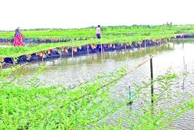 রাজা খাঁর বিলে কৃষিবিপ্লব