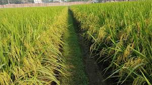 তিন চ্যালেঞ্জ আমন উৎপাদনে