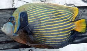 জালে বিরল প্রজাতির গিনি অ্যাঞ্জেল ফিশ