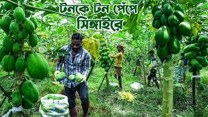 সবজি উৎপাদনে বিশ্বে তৃতীয় বাংলাদেশ