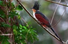 খয়রাপাখ পাপিয়ার ঝুঁটিতে মুগ্ধতা