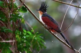 খয়রাপাখ পাপিয়ার ঝুঁটিতে মুগ্ধতা