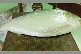 একটি ইলিশ বিক্রি ৮ হাজার ৭৫০ টাকায়
