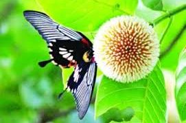 বাদল দিনের বাদুড় ফুল