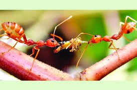পিঁপড়ার সেনাবাহিনী