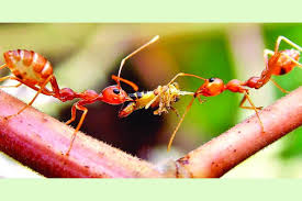 পিঁপড়ার সেনাবাহিনী