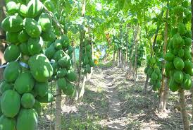 ফার্স্ট লেডি জাতের পেঁপে