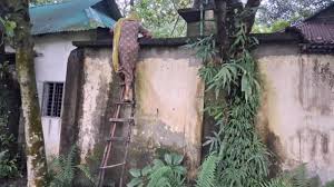 নিজ বাড়ির সীমানা যেন সীমান্তের কাঁটাতার, মই বেয়ে মা-ছেলের পারাপার