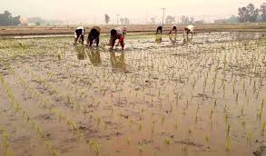 ঘামে ফলানো ফসলের বিনিময়ে মিলছে সেচের পানি