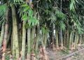 বাঁশ এখন বাণিজ্যিক চাষের উদ্ভিদ