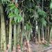 বাঁশ এখন বাণিজ্যিক চাষের উদ্ভিদ