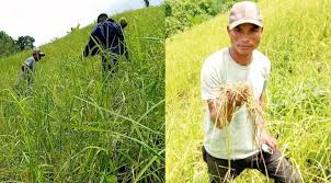 সাজেকে জুম ফসলে ইঁদুরের উপদ্রব