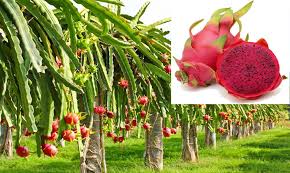 শিশুদের জন্য ড্রাগন ফলের উপকারিতা