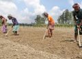 ক্ষতি পোষাতে আগাম আলু চাষ