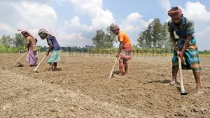 ক্ষতি পোষাতে আগাম আলু চাষ