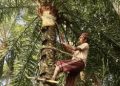 আমের রাজ্যে খেজুর গাছের কদর