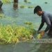 ধুঁকছে হাওর, ভুগছে মানুষ