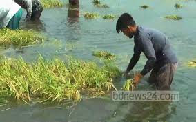 ধুঁকছে হাওর, ভুগছে মানুষ