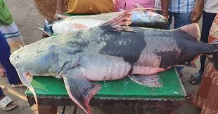ধরা পড়লো ২৫ কেজি ওজনের মহাবিপন্ন বাগাড় মাছ