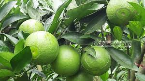 সবুজ মালটার বাড়ি