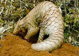 নির্মমতার শিকার বনরুইটি সুস্থ আছে