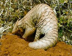 নির্মমতার শিকার বনরুইটি সুস্থ আছে