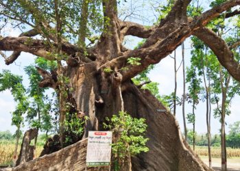 শিমুল গাছের বয়স ২০০ বছর