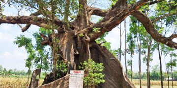 শিমুল গাছের বয়স ২০০ বছর